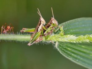 Ant Grasshopper feature