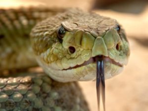 Feature | Snake Bite Survival