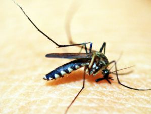 Feature | Black mosquito on person's skin | Protect Yourself Against Mosquitoes