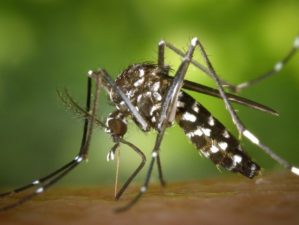 Feature | Protect Yourself Against Mosquitoes