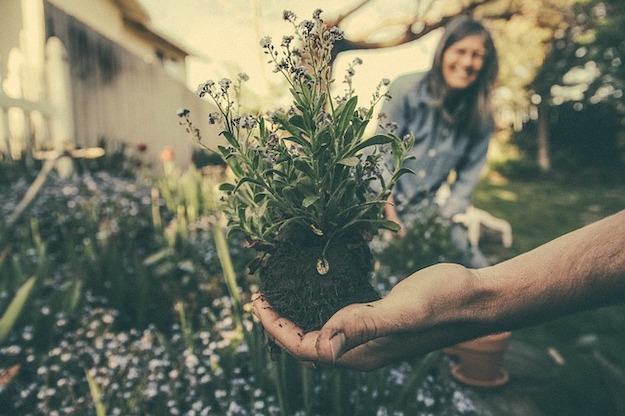 Off The Grid Gardening Tips American Gun Association 3679