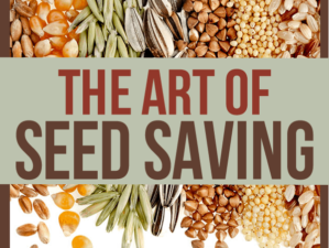 the-art-of-seed-saving