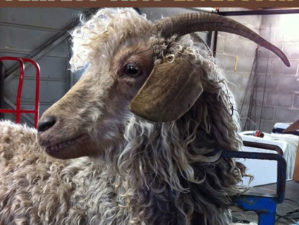 raising-goats-for-prep-shtf-livestock