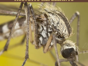 mosquito-repellant