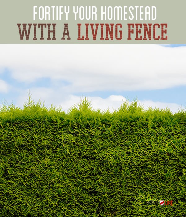 fortify-your-homestead-with-a-living-fence