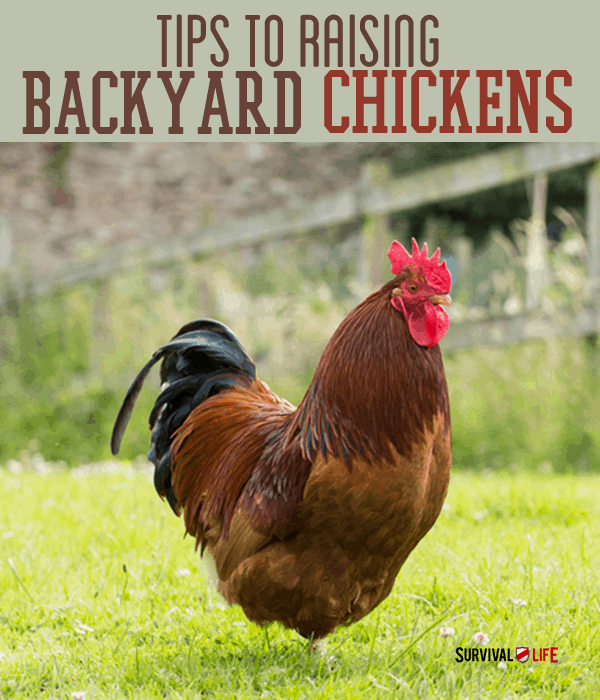 Raising Backyard Chickens | How To, Tips and Ideas