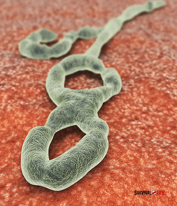 ebola virus lead