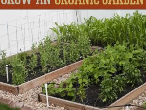 how to grow an organic garden
