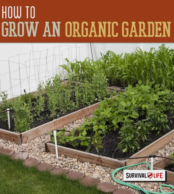 how to grow an organic garden