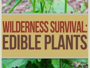 edible plants, wilderness survival, survival food, survival skills