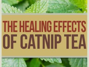 The Healing Properties of Catnip Tea by Survival Life at http://survivallife.staging.wpengine.com/2015/04/08/catnip-tea-healing-properties/