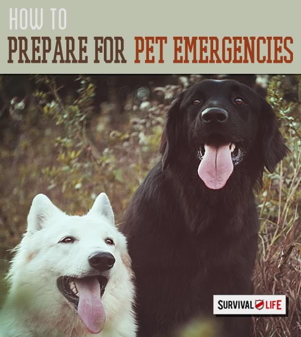 Pet Emergencies: How to Prepared by Survival Life at http://survivallife.staging.wpengine.com/2015/04/07/pet-emergency-how-to-prepare/