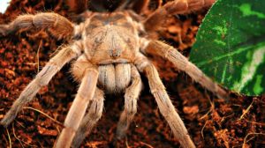 tarantula spider arachnid danger venomous spiders pb Feature