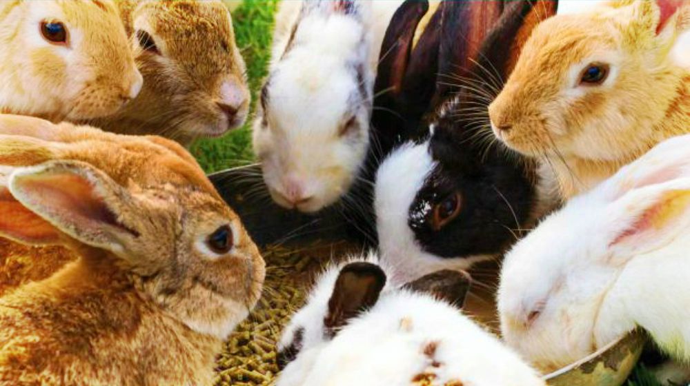 Feature | Rabbits: Sustainable Food Source