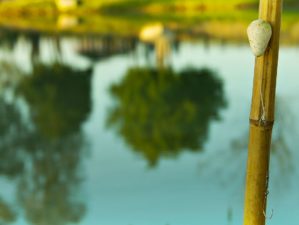 Bamboo Fishing Pole with Float and Hook with a lake in the background | DIY Fishing Pole | Featured