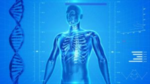 human skeleton human body anatomy emp feature pb