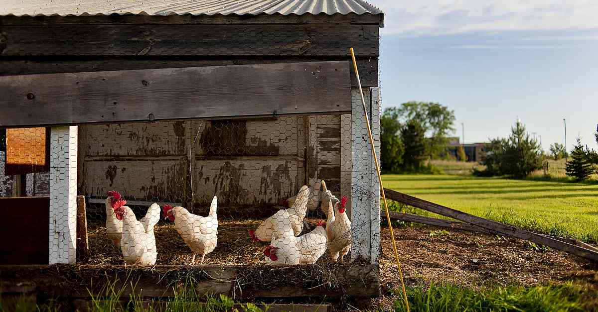 chickens inside chicken coop | The Chicken Coop Checklist | chicken coop | cheap chicken coops