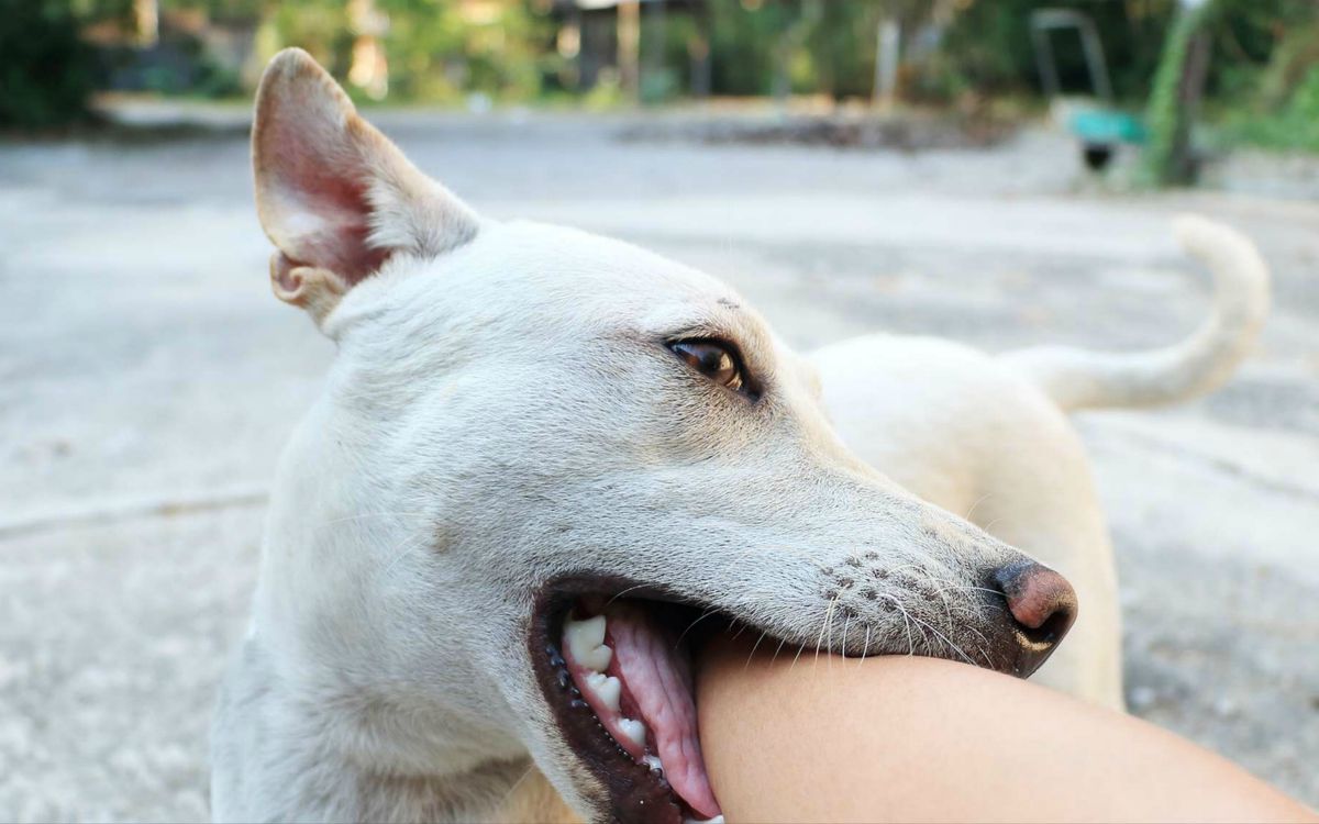 white dog bite on human arm Preppers ss