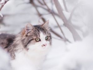 Keeping Your Pets Safe in the Winter