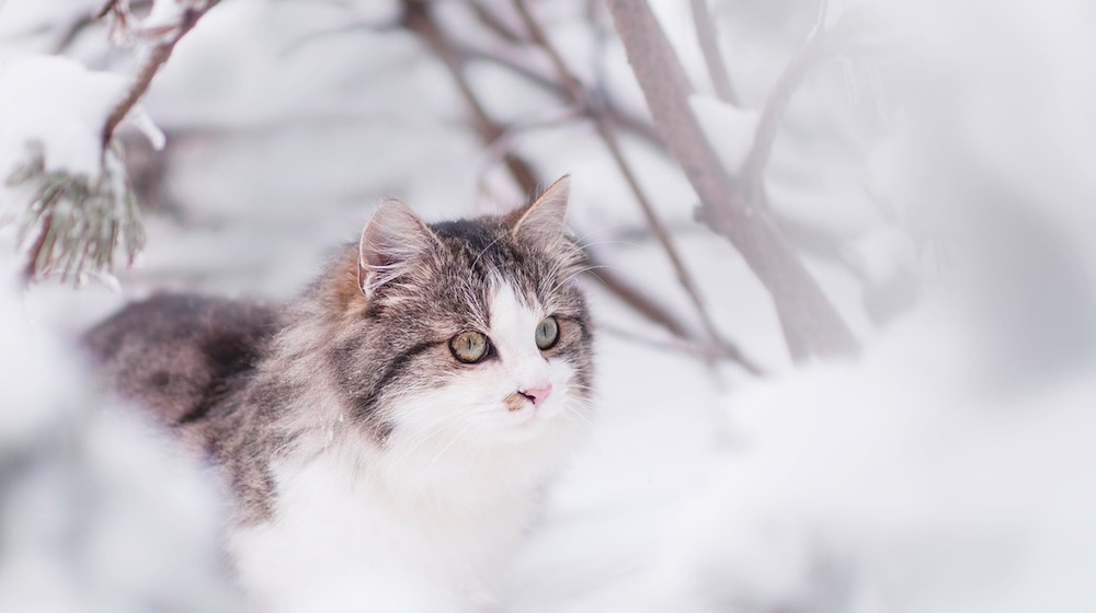 Keeping Your Pets Safe in the Winter