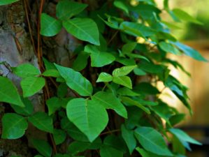 Feature | Green leaf in the backyard | How To Prevent And Treat Poison Ivy, Oak, And Sumac