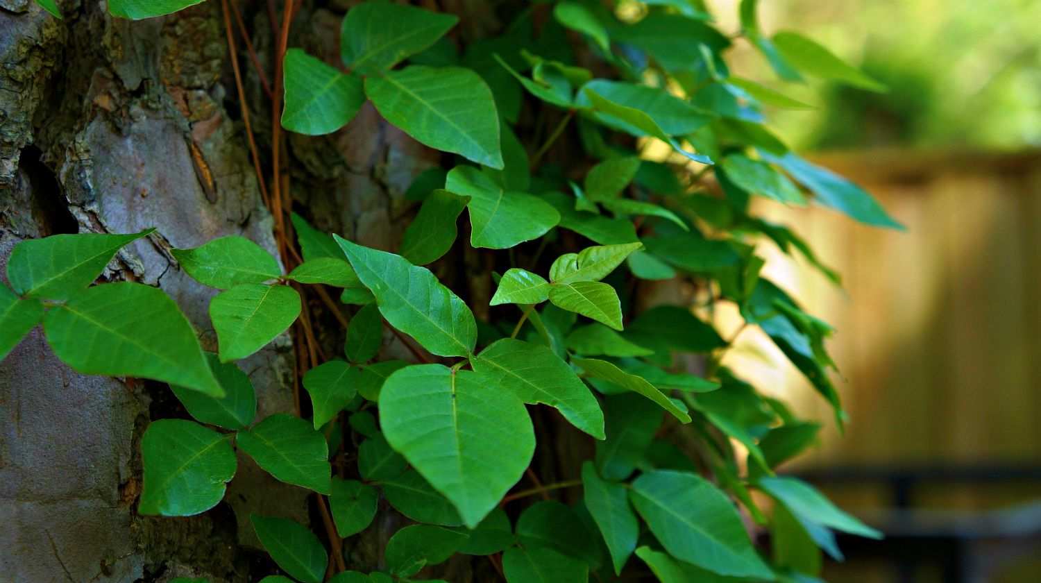 Feature | Green leaf in the backyard | How To Prevent And Treat Poison Ivy, Oak, And Sumac