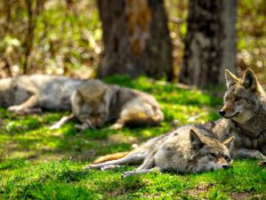 A pack of North American Coyotes lazily rest and sleep in a Canadian forest | Coyote vs Wolf Knowing The Difference | Featured