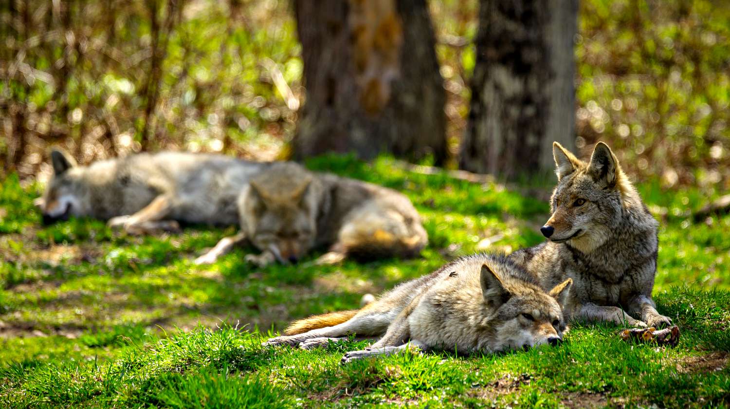 A pack of North American Coyotes lazily rest and sleep in a Canadian forest | Coyote vs Wolf Knowing The Difference | Featured