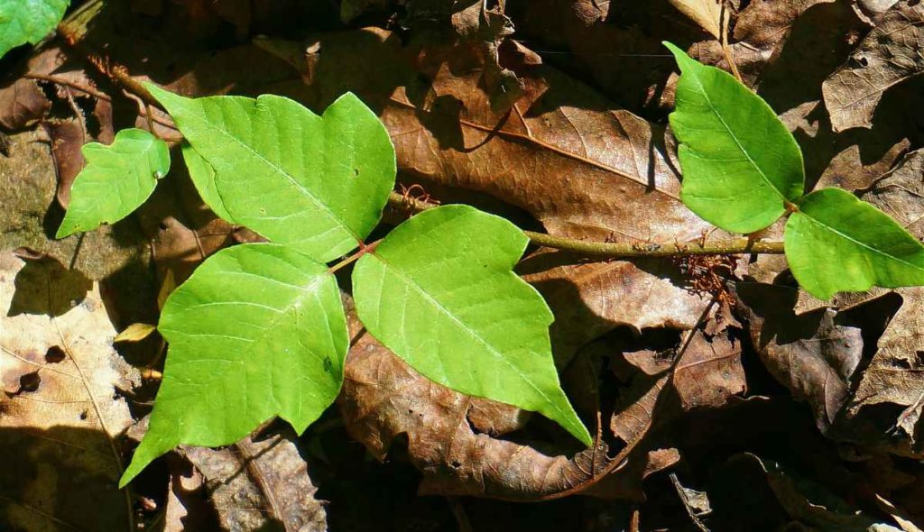 How To Prevent And Treat Poison Ivy, Oak, And Sumac | Survival Life