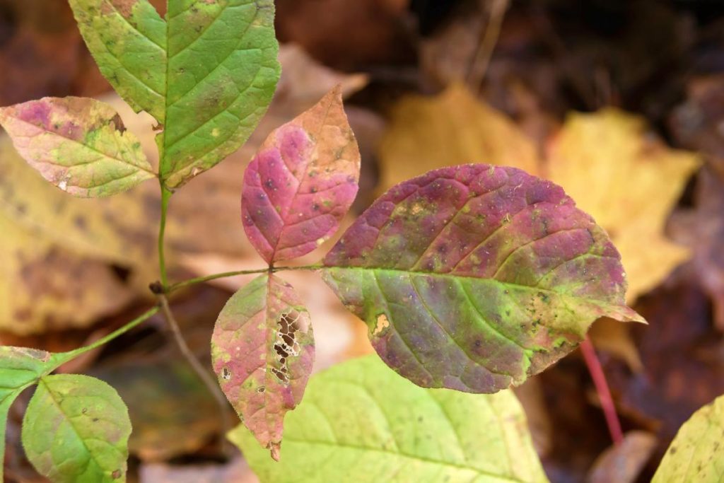 How To Prevent And Treat Poison Ivy, Oak, And Sumac | Survival Life