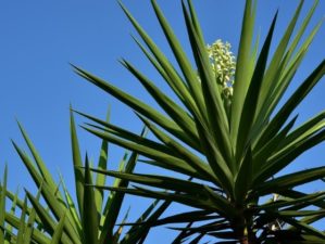 Feature | How To Make Rope Out Of The Yucca Plant