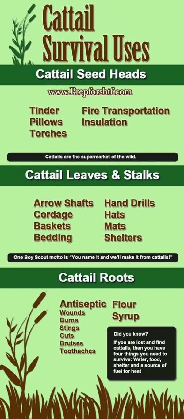 Cattails Survival Uses | Survival And Preparedness | Survival Life