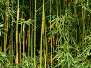 green bamboo forest maui hawaii bamboo feature ss