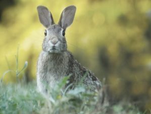 close up photo of rabbit on field | How To Butcher A Rabbit: A Vital Skill For Homesteaders | butcher a rabbit | how to prepare rabbit meat | Featured