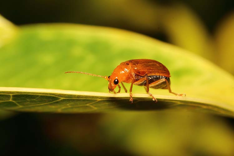 how to manage garden pests