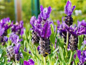 Featured | A macro closeup of Lavandula stoechas | Plants That Repel Insects And Pests You Can Grow