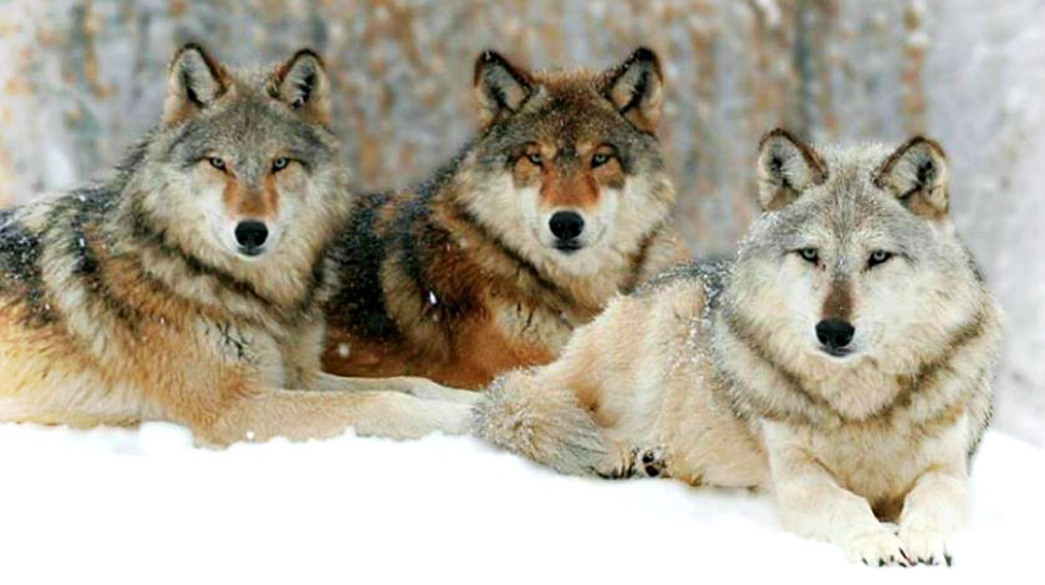 Feature | Close-up portrait of a three wolves in the cold winter | Yellowstone Wolves: The Return Of The Wolf To Yellowstone
