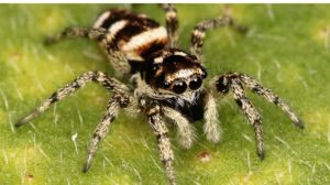 black brown spider spider bites Feature ss