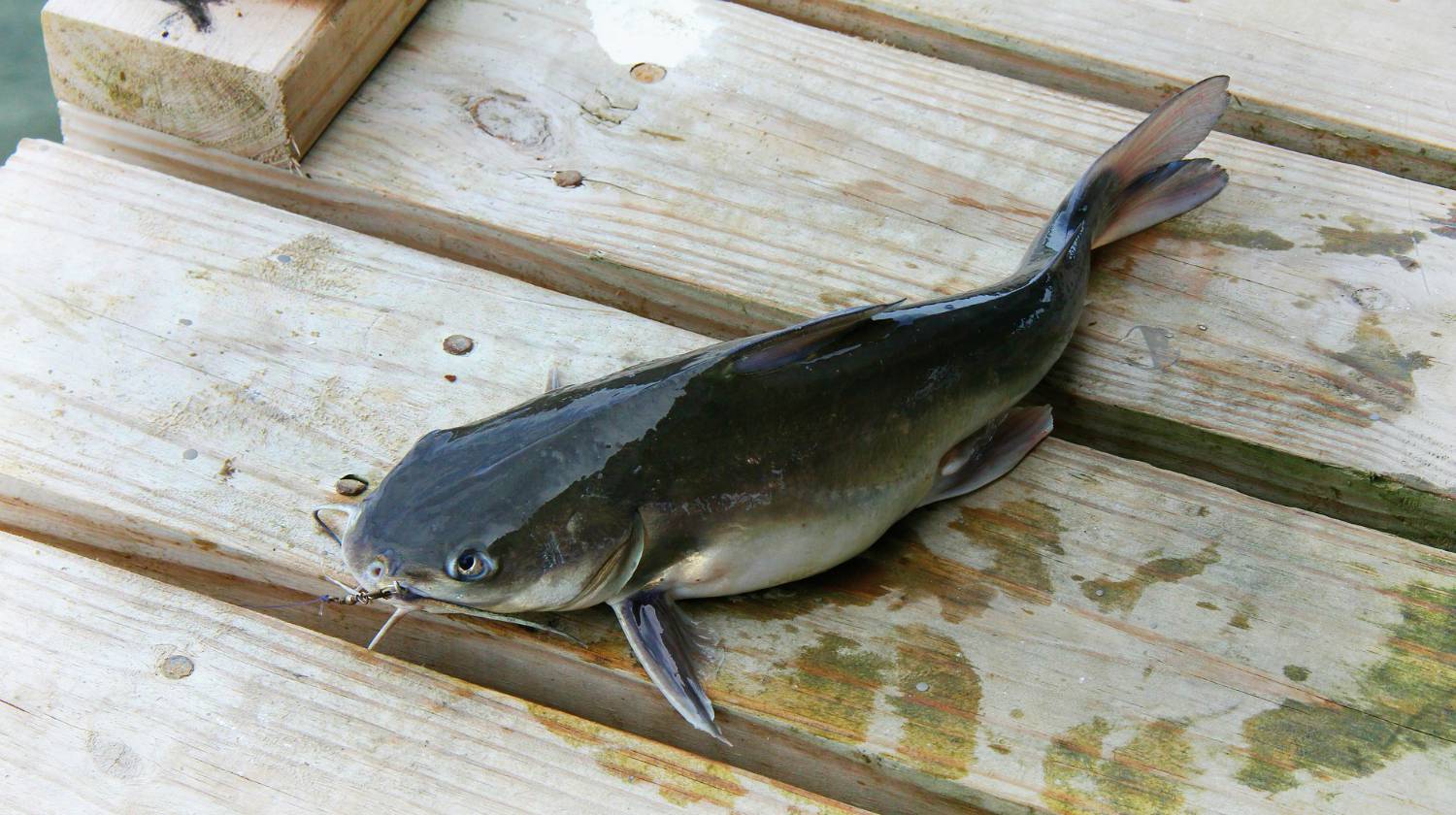Feature | Large catfish caught fishing | Papa's Best Catfish Bait Recipe