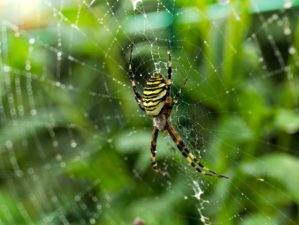 Spider on web | Natural Ways To Repel Spiders | Featured