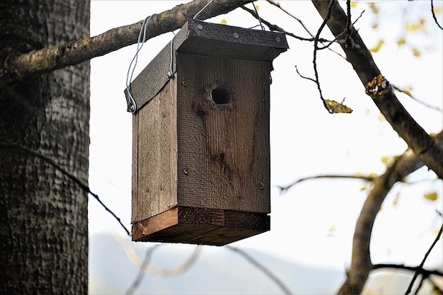 Why Bat Houses Are Good - American Gun Association