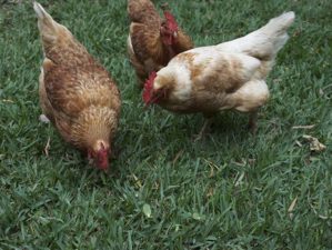 chicken farming 1