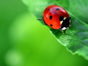 insects for garden pest control