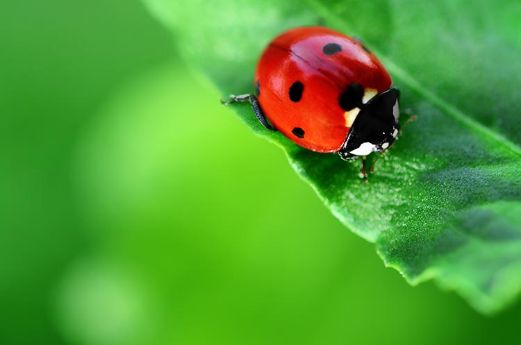 insects for garden pest control