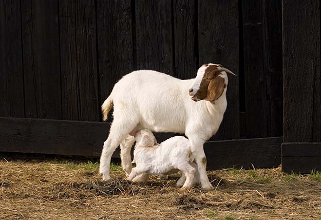Tips for Raising Goats