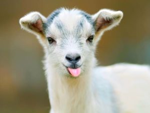 tips for raising goats