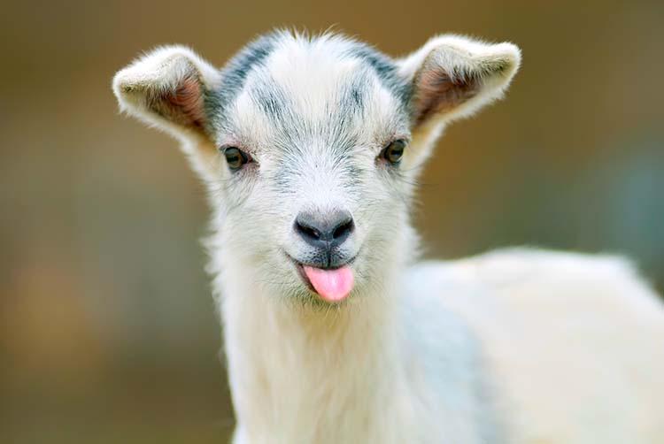 tips for raising goats
