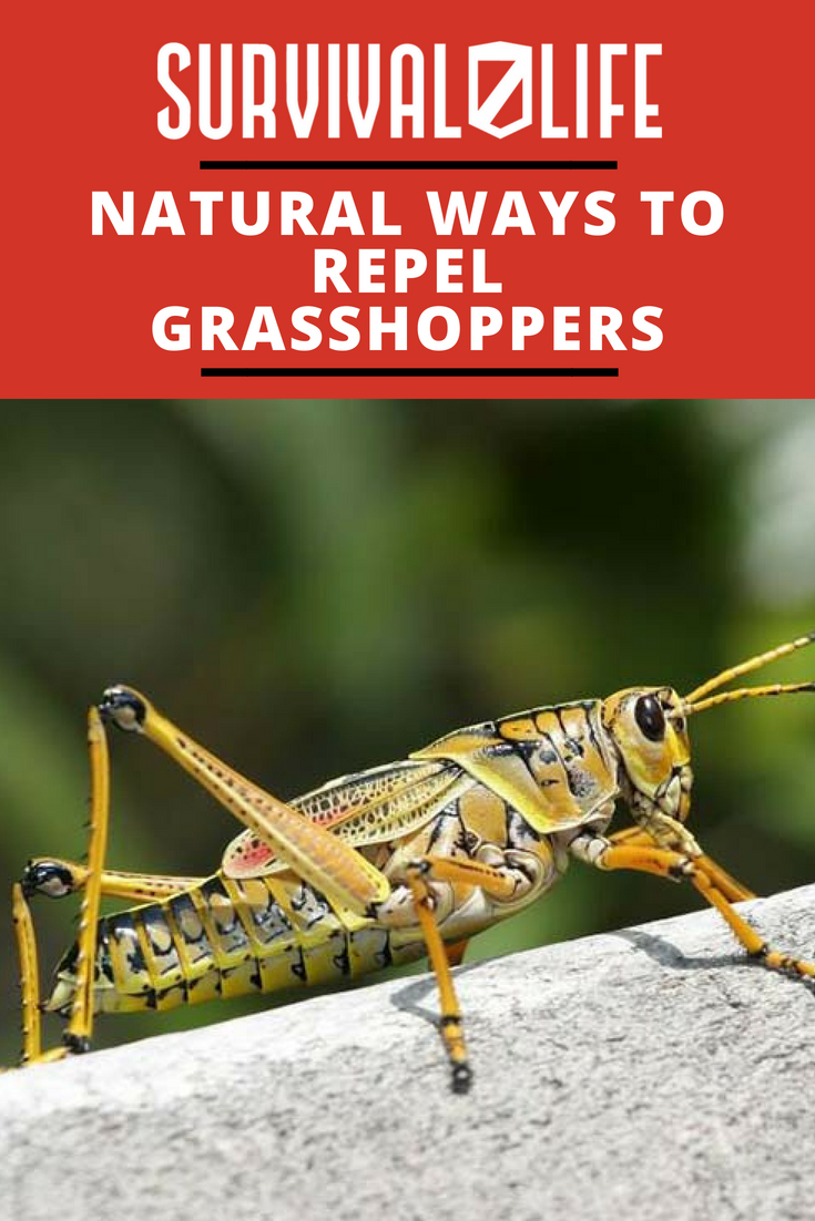 Natural Ways To Repel Grasshoppers | https://survivallife.com/natural-ways-repel-grasshoppers/
