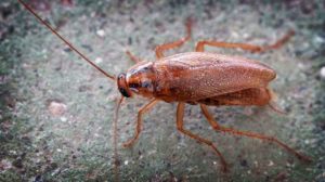 Safe and Natural Way Ways To Rid Your Home of Roaches