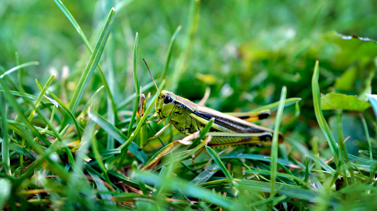 Beautiful green grasshopper in green grass | Natural Ways To Repel Grasshoppers | Featured